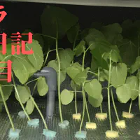 【水耕栽培】オクラの観察日記(29日目)