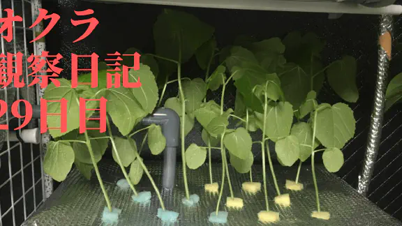 【水耕栽培】オクラの観察日記(29日目)