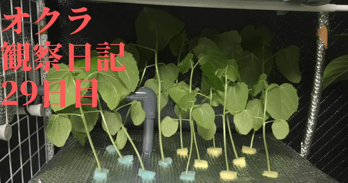 【水耕栽培】オクラの観察日記(29日目)