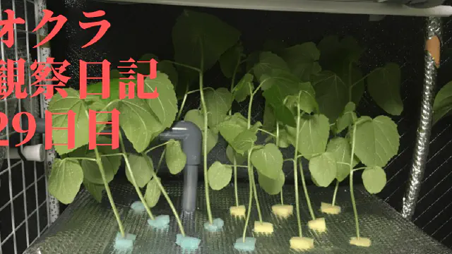 【水耕栽培】オクラの観察日記(29日目)
