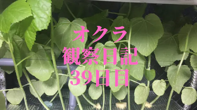【水耕栽培39日目】オクラ観察日記：高さ制限との戦いと苗の配置調整