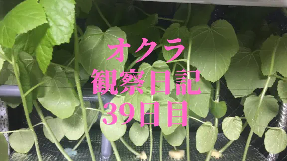 【水耕栽培39日目】オクラ観察日記：高さ制限との戦いと苗の配置調整