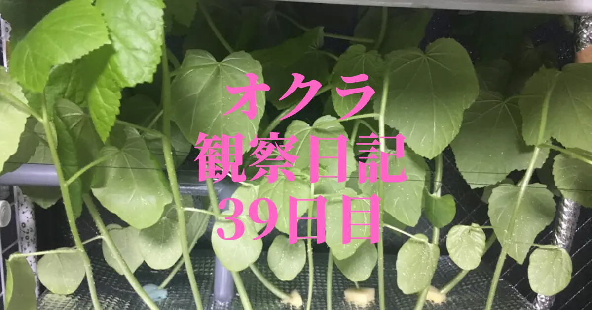 【水耕栽培39日目】オクラ観察日記：高さ制限との戦いと苗の配置調整