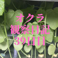 【水耕栽培39日目】オクラ観察日記：高さ制限との戦いと苗の配置調整