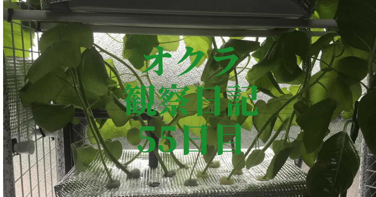 【水耕栽培オクラ】観察日記55日目！高さ制限を乗り越え育つオクラの記録