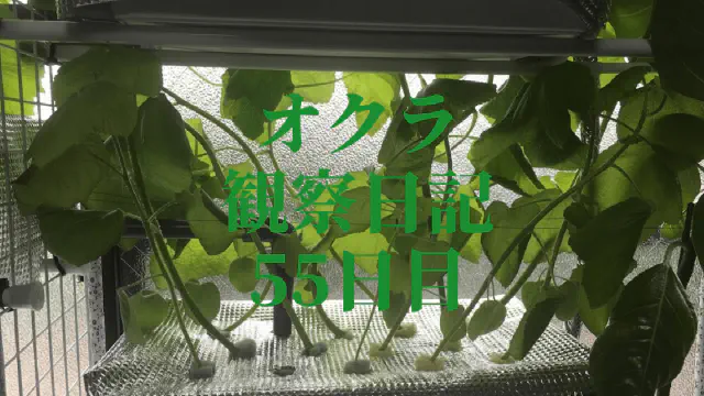 【水耕栽培オクラ】観察日記55日目！高さ制限を乗り越え育つオクラの記録