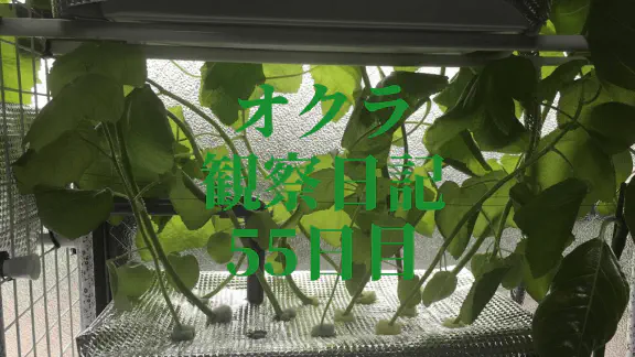 【水耕栽培オクラ】観察日記55日目！高さ制限を乗り越え育つオクラの記録