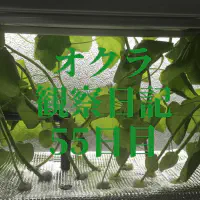 【水耕栽培オクラ】観察日記55日目！高さ制限を乗り越え育つオクラの記録