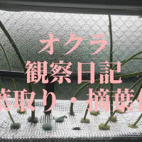 【水耕栽培オクラ】下葉取り・摘葉作業で収穫量アップ！育て方のコツ