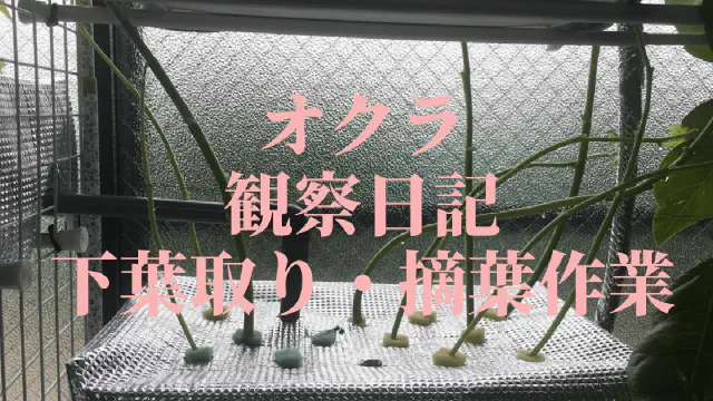 【水耕栽培オクラ】下葉取り・摘葉作業で収穫量アップ！育て方のコツ