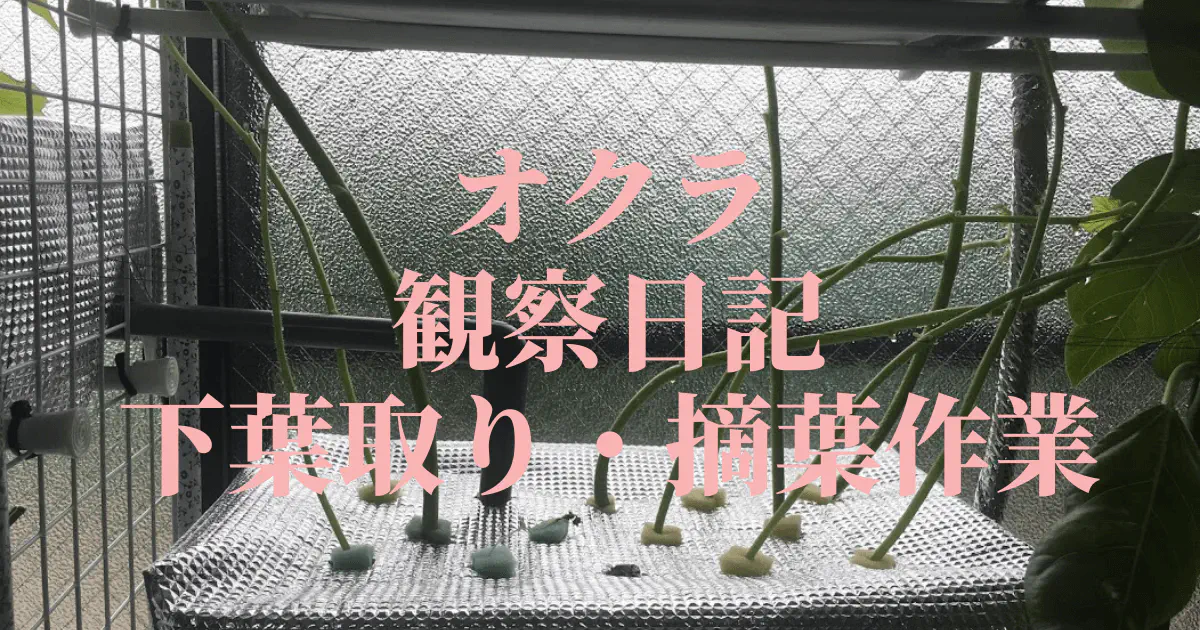 【水耕栽培オクラ】下葉取り・摘葉作業で収穫量アップ！育て方のコツ