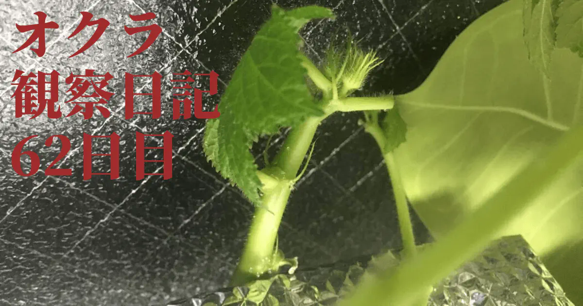 【水耕栽培】オクラ観察日記：62日目で蕾が成長！摘葉作業の効果を検証