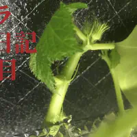 【水耕栽培】オクラ観察日記：62日目で蕾が成長！摘葉作業の効果を検証