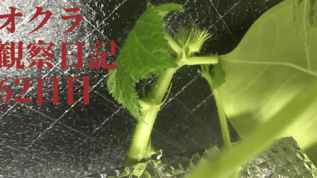 【水耕栽培】オクラ観察日記：62日目で蕾が成長！摘葉作業の効果を検証